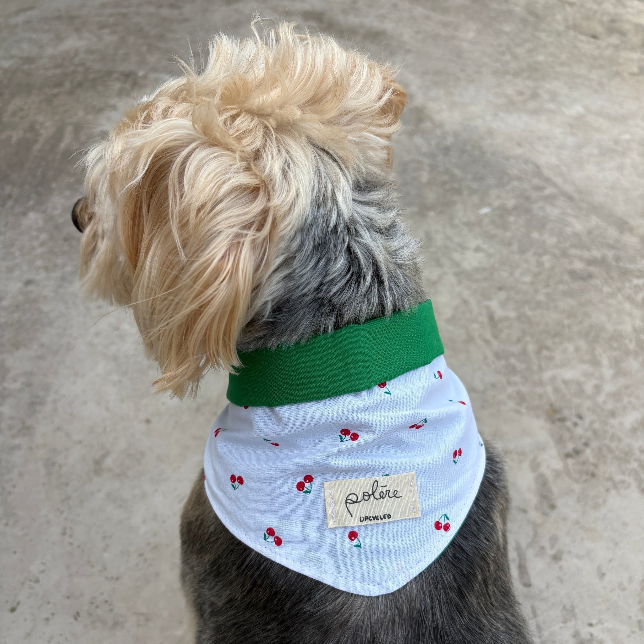 Bandana Paco cerises