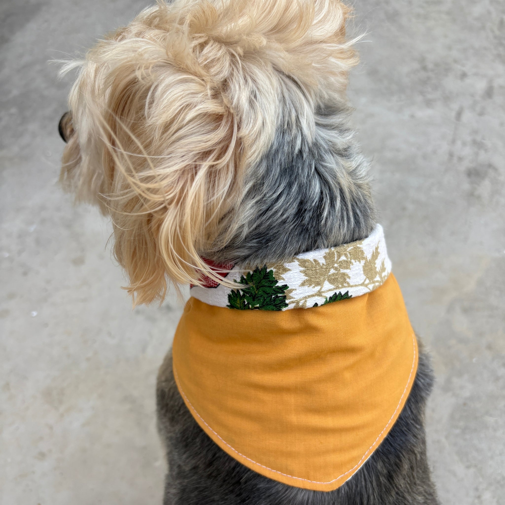 Bandana Paco légumes