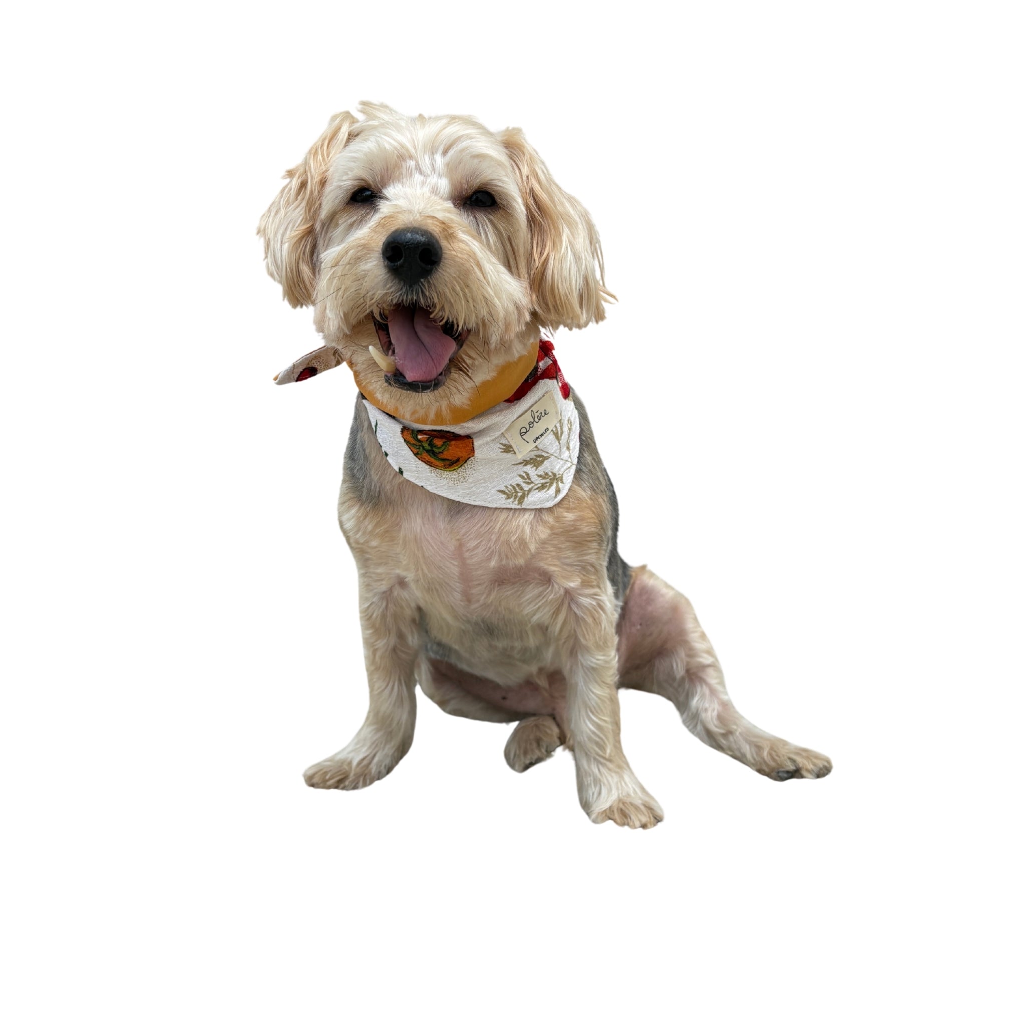 Bandana Paco légumes